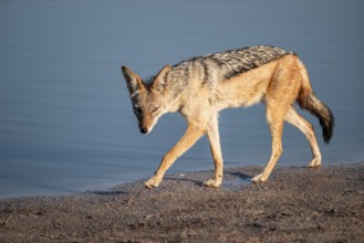 Black-backed jackal (Lupulella mesomelas) at a waterhole, Savuti, Chobe National Park, Botswana