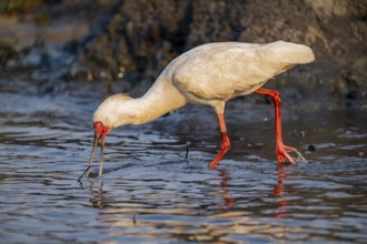Red-faced spoonbill (Platalea alba) foraging, Ihaha, Chobe National Park, Botswana