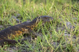 Nile monitor (Varanus niloticus), foraging on the Chobe River, Ihaha, Chobe National Park, Botswana