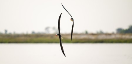 African Skimmer (Rynchops flavirostris), African Skimmer in flight, Ihaha, Chobe National Park,