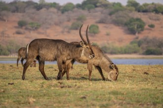 Elliptic waterbuck (Kobus ellipsipiprymnus), male grazing, Ihaha, Chobe National Park, Botswana