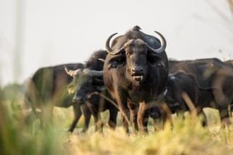 Cape buffalo (Syncerus caffer caffer) grazing, Ihaha, Chobe National Park, Botswana