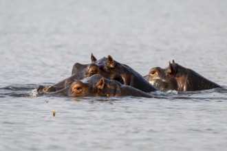 Hippopotamus (Hippopatamus amphibius) in the water, Chobe River, Ihaha, Chobe National Park,