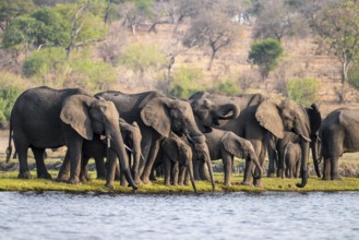 Herd of animals with young, African elephant (Loxodonta africana) drinking at the Chobe River,