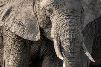 Detail, Animal portrait, African elephant (Loxodonta africana), Ihaha, Chobe National Park,