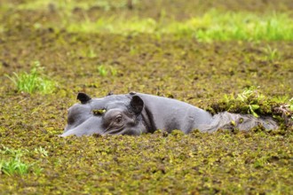 Hippopotamus (Hippopatamus amphibius) hiding in the swamp, Xakanaxa, Okavango Delta, Moremi Game