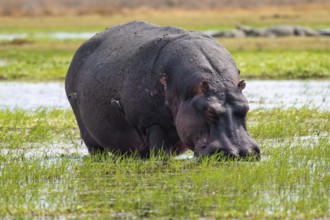 Hippopotamus (Hippopatamus amphibius) grazing, Xakanaxa, Okavango Delta, Moremi Game Reserve,