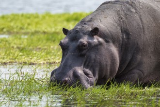 Greater hippopotamus (Hippopatamus amphibius), Xakanaxa, Okavango Delta, Moremi Game Reserve,