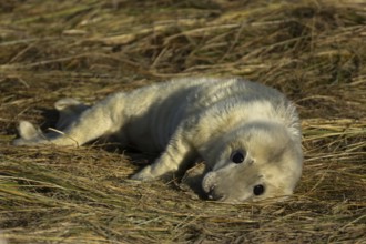 Grey seal (Halichoerus grypus) juvenile baby pup animal resting on a sand dune by a beach in