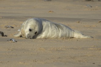 Grey seal (Halichoerus grypus) juvenile baby pup animal resting on a sandy beach in winter,