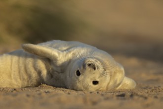 Grey seal (Halichoerus grypus) juvenile baby pup animal resting in a sand dune by a beach in