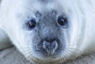 Grey seal (Halichoerus grypus) juvenile baby pup animal head portrait in winter, England, United