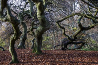Süntelbuchen (Fagus sylvatica), cripple beeches, Hexenwald, Semper Forest Park, near Lietzow,