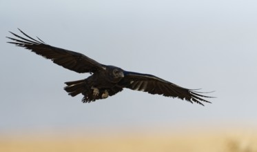 Raven (Corvus corax), flight, semi-desert, Fuerteventura, Spain