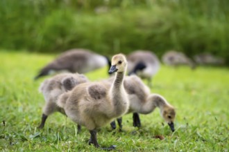 Canada goose (Branta canadensis), chicks in a meadow. Lake Mangamahoe, North Island, New Zealand