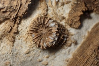 Fossil coral, petrification, Thecosmilia trichotoma., fossil, Malm, Jura, around 150 million years