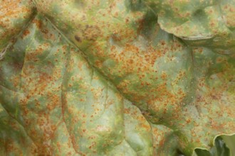 Sugar beet (Beta vulgaris) leaf with Rust (Uromyces betae) fungal plant pathogen disease, England,