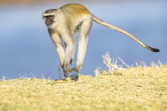 Vervet Monkey (Cercopithecus aethiops) South Luangwa NP Zambia August