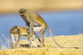Vervet Monkey (Cercopithecus aethiops) mating South Luangwa NP Zambia August