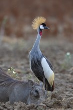 Crowned Crane (Balearica regulorum) and Worthog searching food South Luangwa NP Zambia August