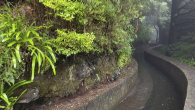 PR17 Pinaculo e Folhadal hiking trail, Levada, Irrigation Canal, Madeira, Portugal