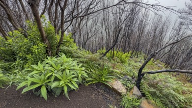 Burnt trees on the PR17 Pinaculo e Folhadal hiking trail, Levada, Irrigation Canal, Madeira,