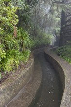 PR17 Pinaculo e Folhadal hiking trail, Levada, Irrigation Canal, Madeira, Portugal
