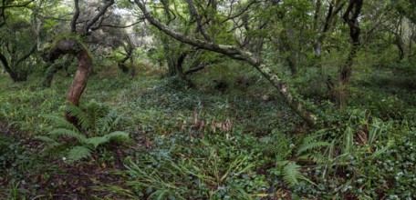 Laurel trees (Ocotea foetens) overgrown with moss and plants, old laurel forest, Laurisilva,