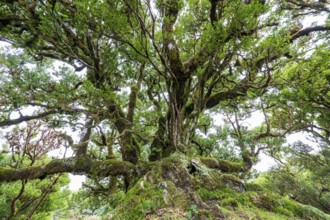 Laurel trees (Ocotea foetens) overgrown with moss and plants, old laurel forest, Laurisilva,