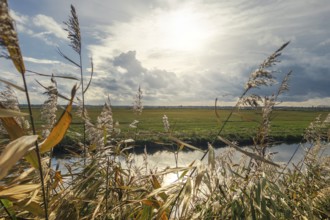 Moist meadows with reeds in the evening sun with the Hunte at Dümmer See, Lower Saxony