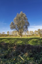 Silver willow (Salix Alba), in autumn, Senne, Bielefeld, North Rhine-Westphalia