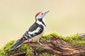 Middle spotted woodpecker (Dendrocopos medius), male sitting on an old branch overgrown with moss,