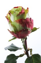 Hybrid rose (Rosa hybrida)