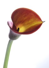 Pink Calla, Rehmann Calla (Zantedeschia rehmannii)