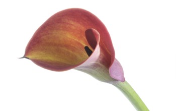 Pink Calla, Rehmann Calla (Zantedeschia rehmannii)