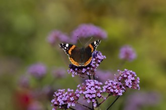 Red admiral butterfly (Vanessa atalanta) adult insect feeding on garden purple Verbena flowers in