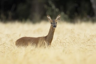 Roe deer (Capreolus capreolus) adult animal female doe in a farmland barley field in summer,