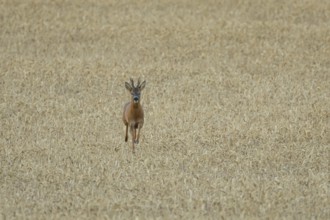 Roe deer (Capreolus capreolus) adult animal male roebuck running in a farmland wheat field in