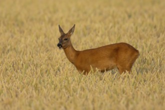 Roe deer (Capreolus capreolus) adult animal female doe in a farmland wheat field in summer,