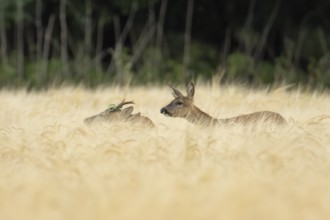 Roe deer (Capreolus capreolus) adult male roebuck and female doe two animals in a farmland barley