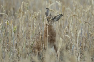 European brown hare (Lepus europaeus) adult animal feeding on a wheat sheath in a farmland field in