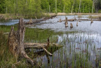 Schweingartensee in spring, lake in the Serrahn Hills, Serrahner Berge, Mecklenburgische Seenplatte