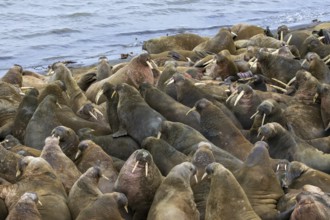 Atlantic walruses (Odobenus rosmarus) colony resting at terrestrial haulout / haul-out on beach