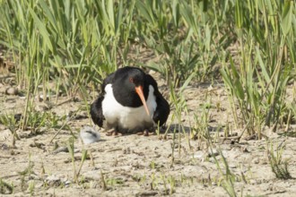 Eurasian oystercatcher (Haematopus ostralegus) adult wading bird seemingly adopted a Pied avocet