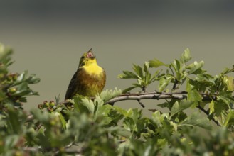 Yellowhammer (Emberiza citrinella) adult male bird singing in a hawthorn hedgerow in summer,