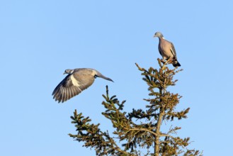 Wood pigeon (Columba palumbus) attacking an intruder, confrontation, courtship behaviour, aerial