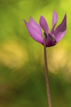 Delicate cyclamen blossom in Bad Reichenhall. Close-up of flowers on hiking trail in the Alps