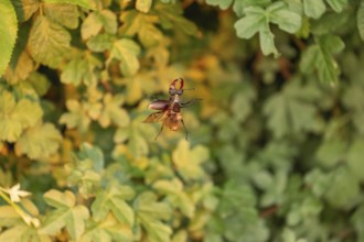 Stag beetle hovers in the trees of the Voralb at sunset