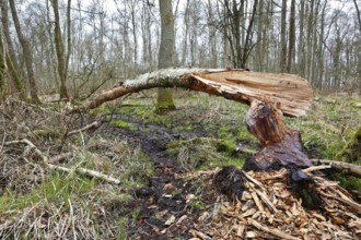 Beaver (Castor fibre), tree felled by a beaver, activities of a beaver, beaver cutting, Peene