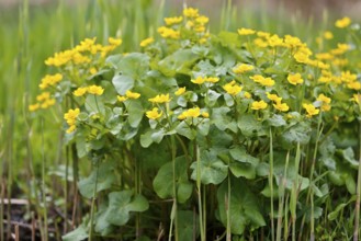 Marsh marigold (Caltha palustris), flowers in a wetland habitat, Peene Valley nature park Park,